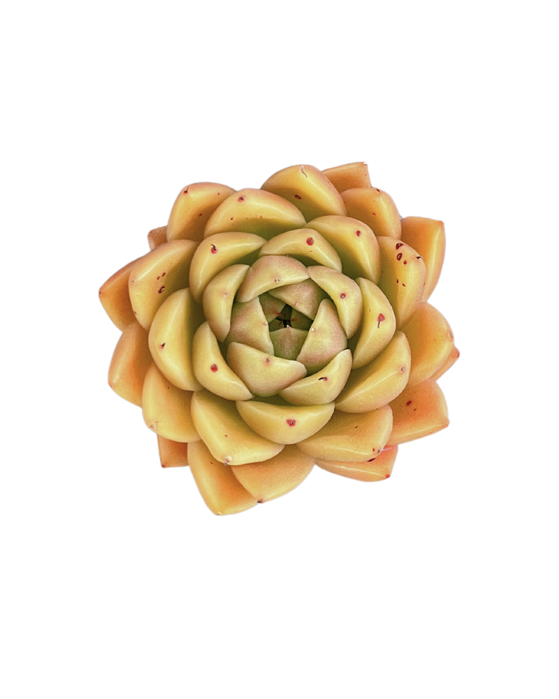 Echeveria Spicy