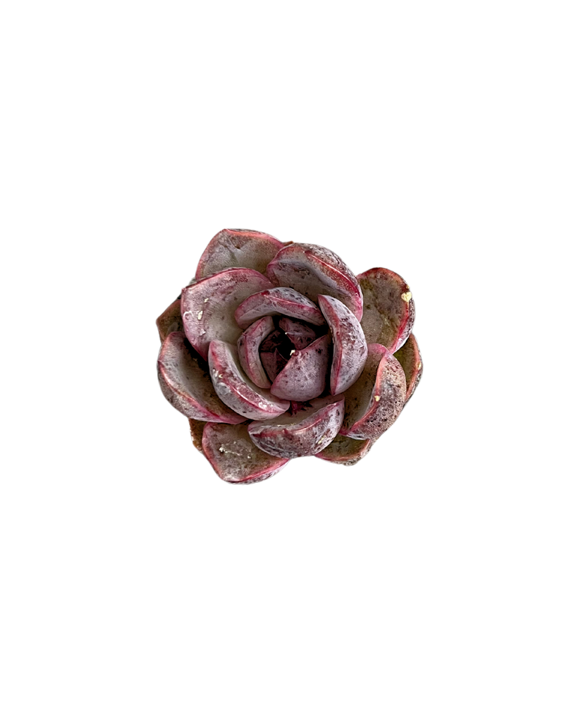 Echeveria Mirinae