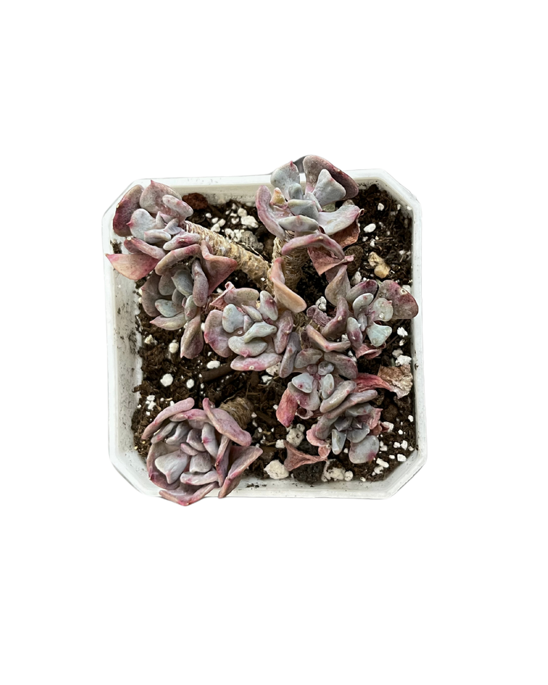 Echeveria Pulvinata Rose Cristata