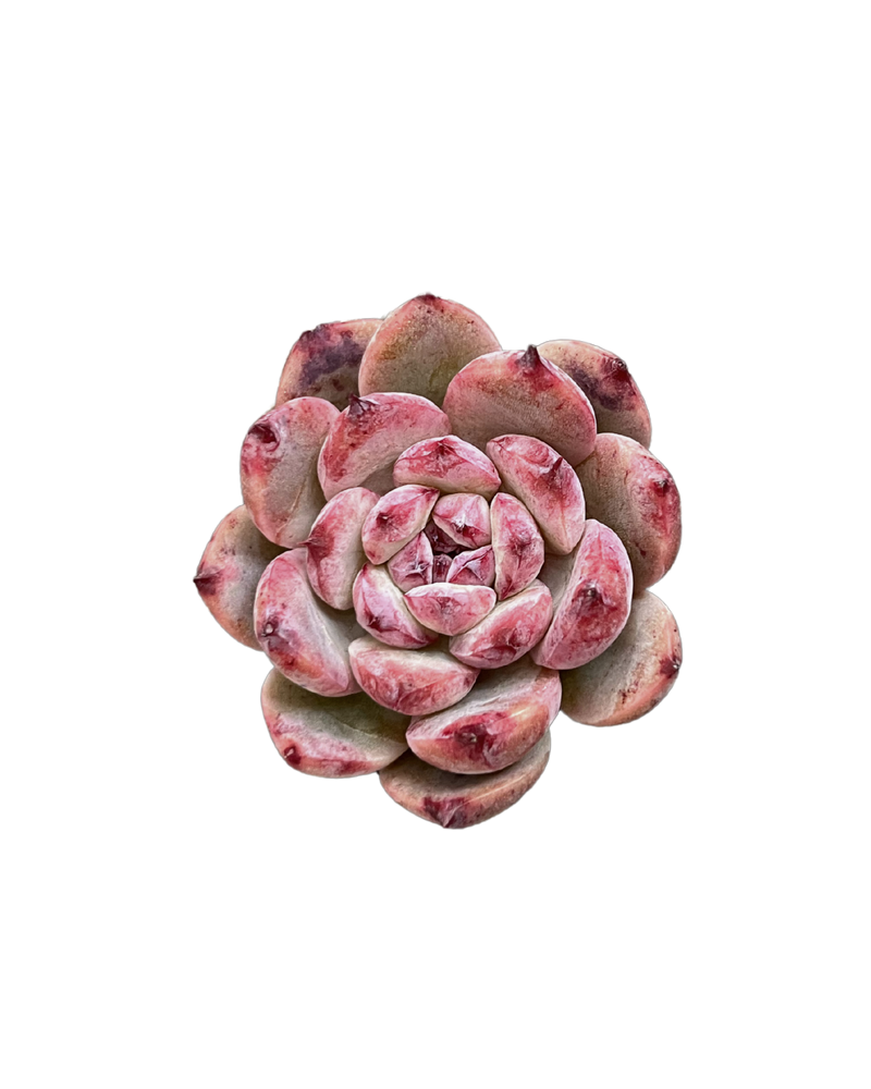 Echeveria Cherry Shadow