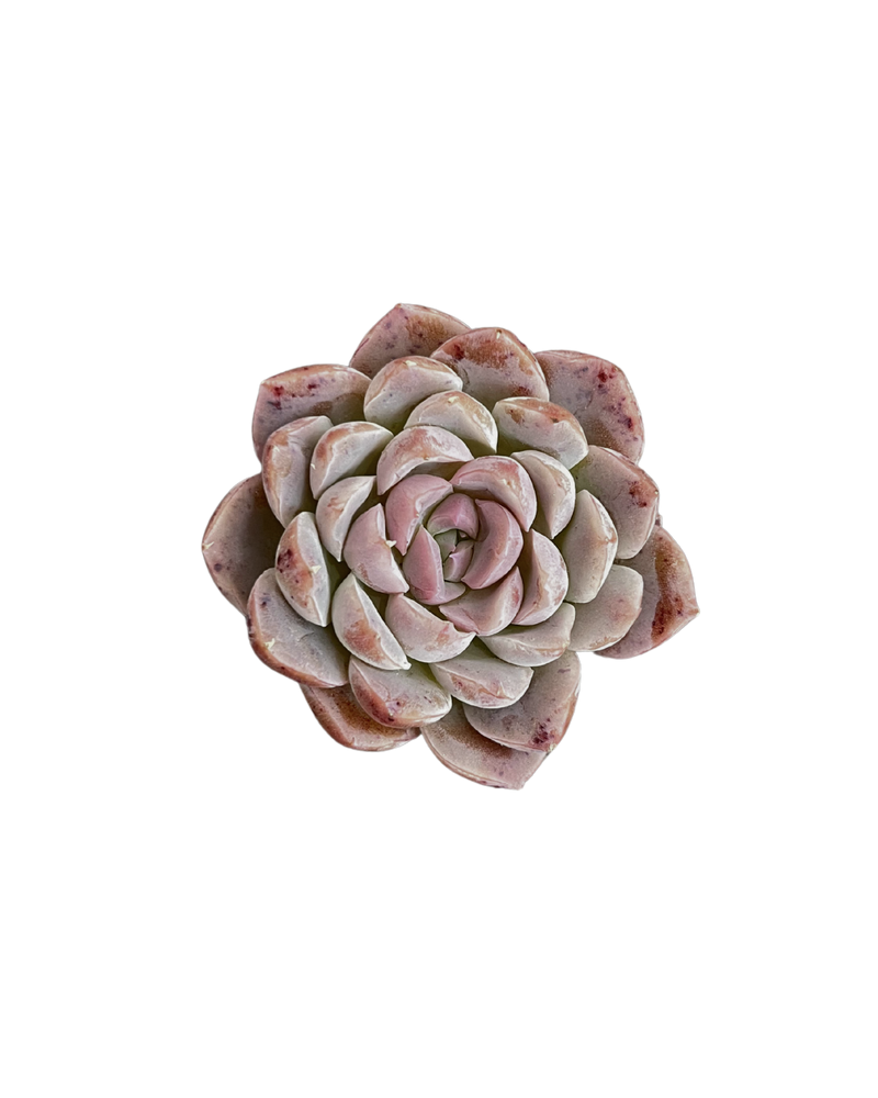 Echeveria Blue Tuluensis