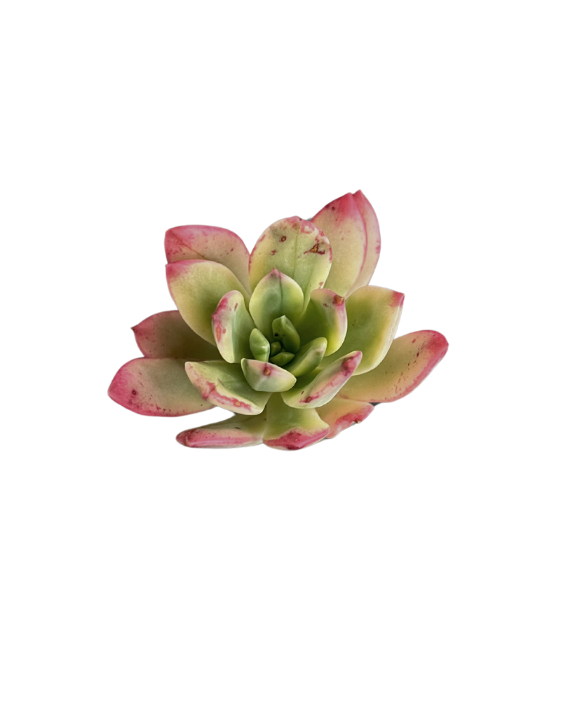 Echeveria Minibell Variegated