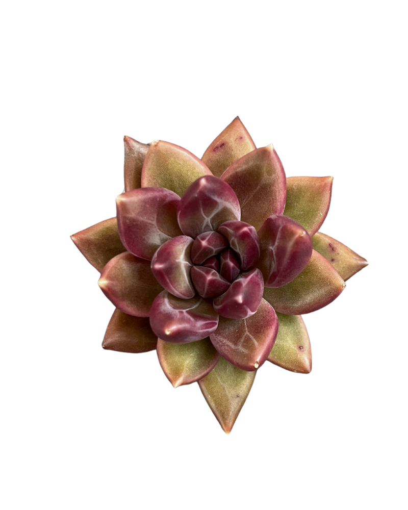 Echeveria Tivoli