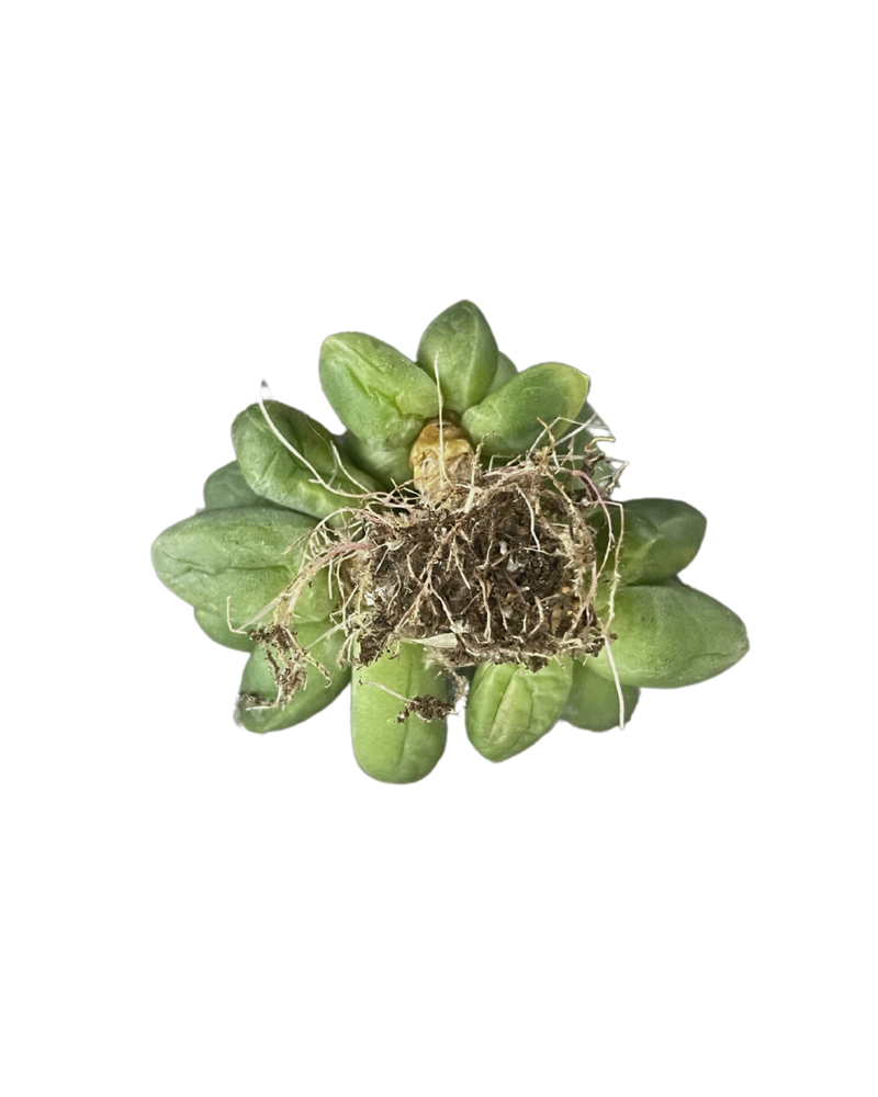 Pachypodium Compactum Var.