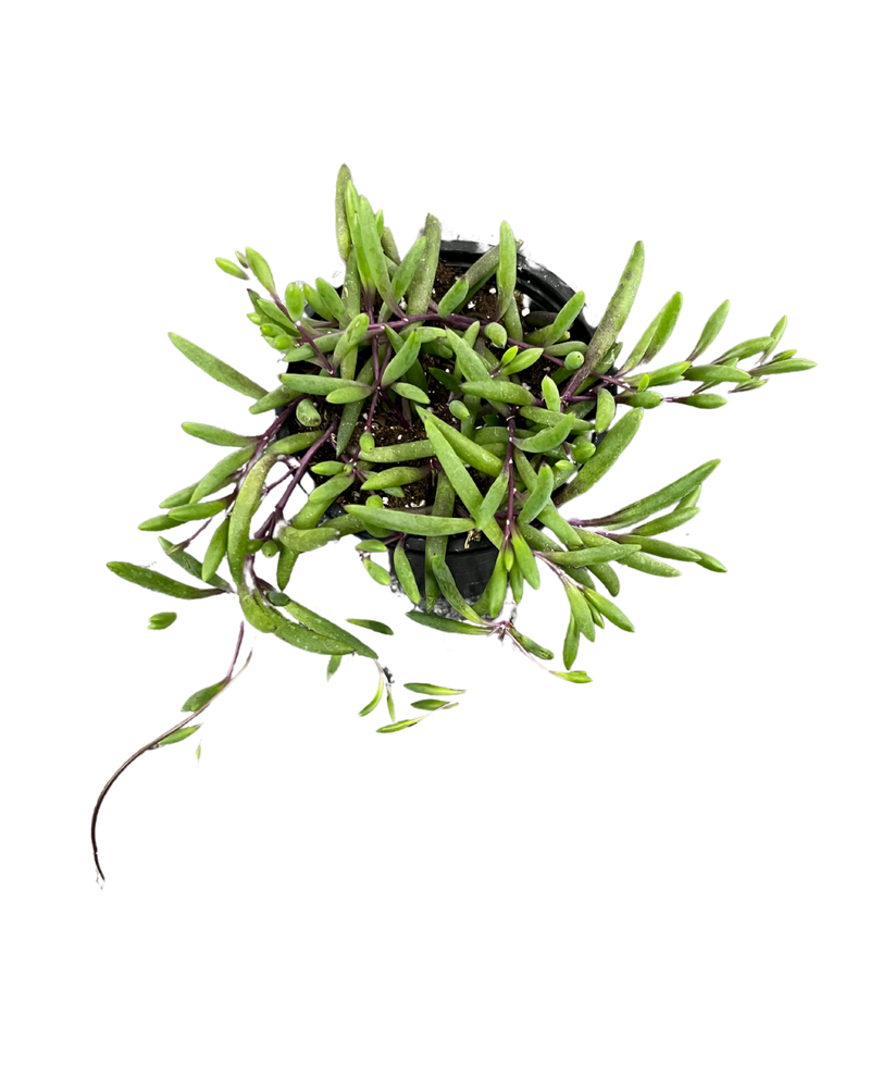 String of Bananas