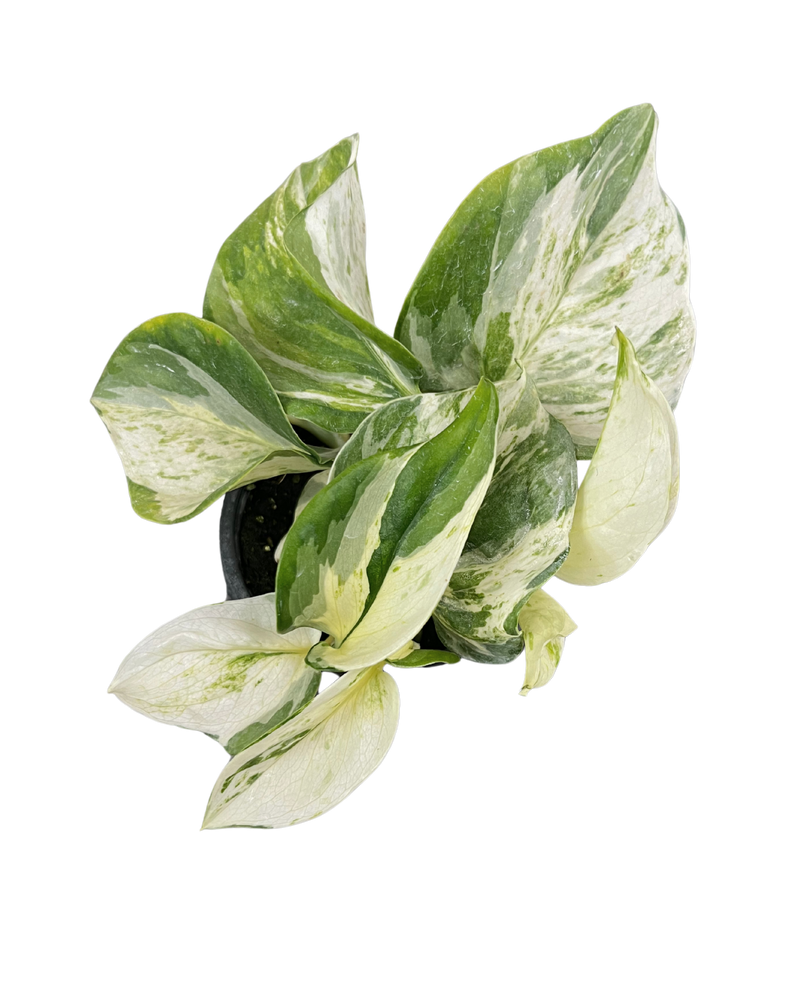 Pothos Manjula