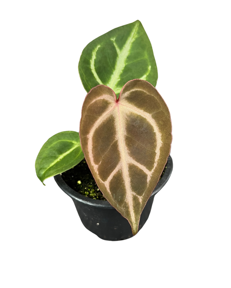 Anthurium Crystallinum Turtle