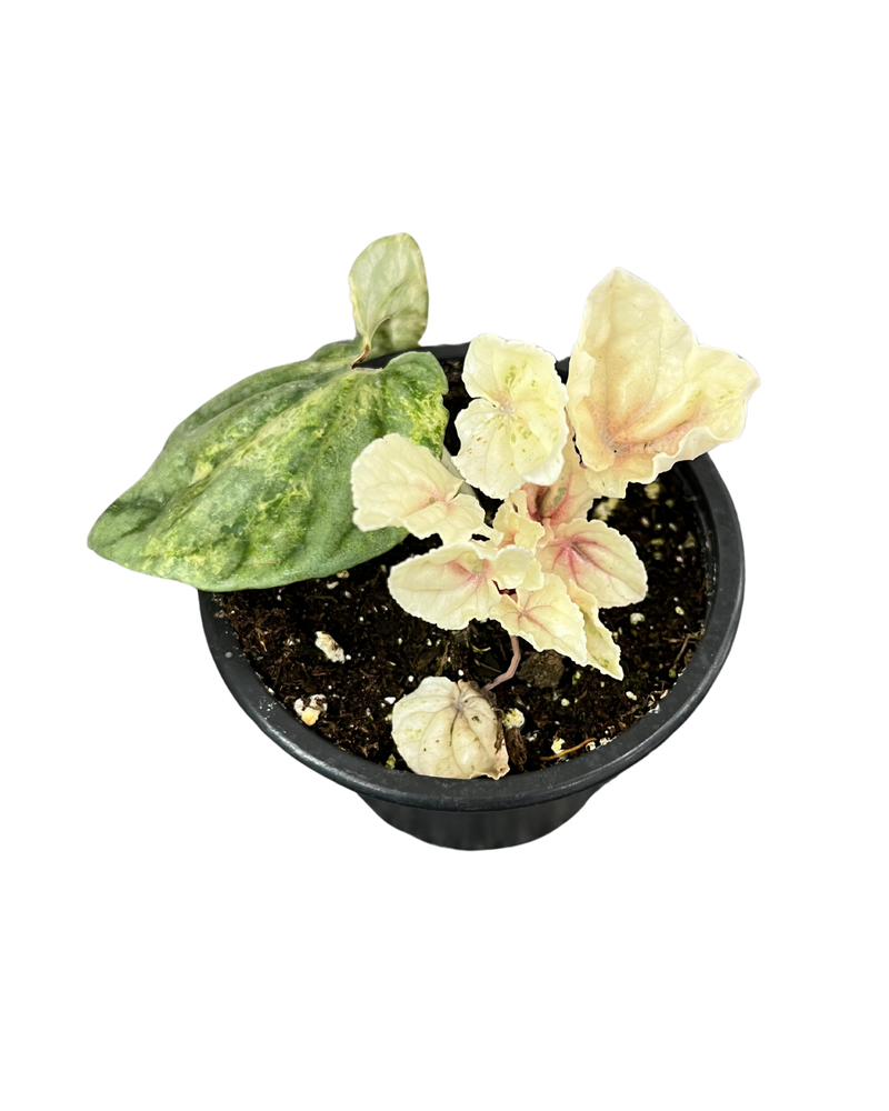 Peperomia Watermelon Var
