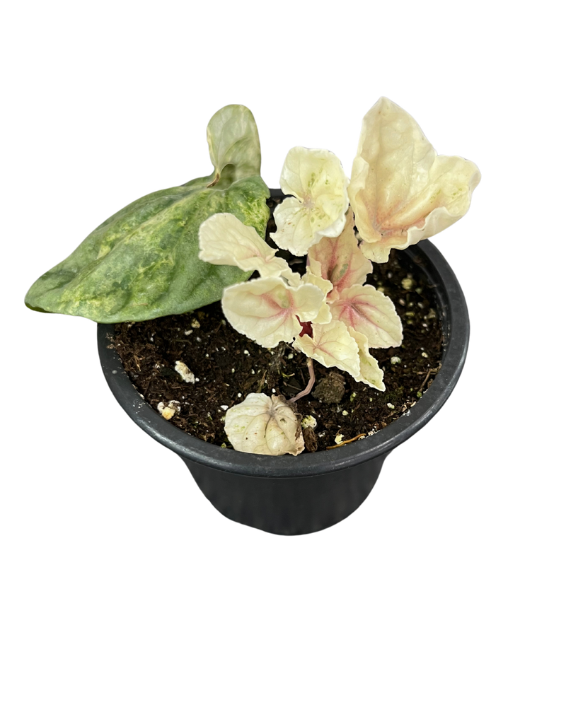 Peperomia Watermelon Var