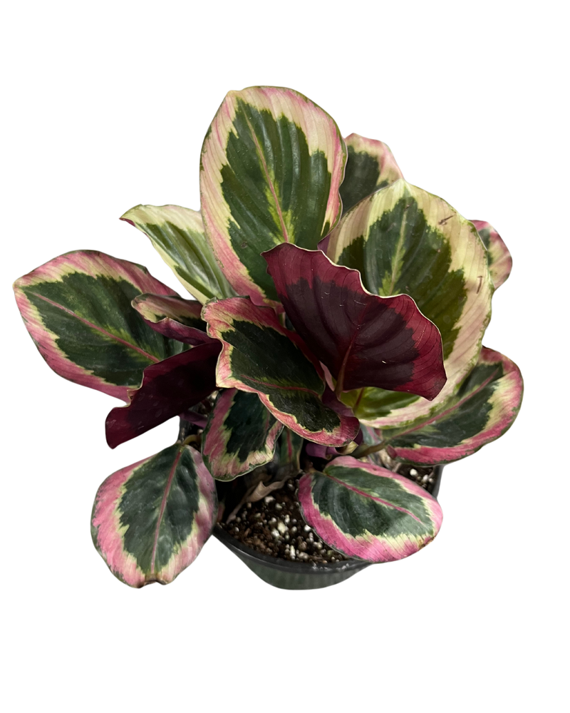 Calathea roseopicta ‘Rosy’