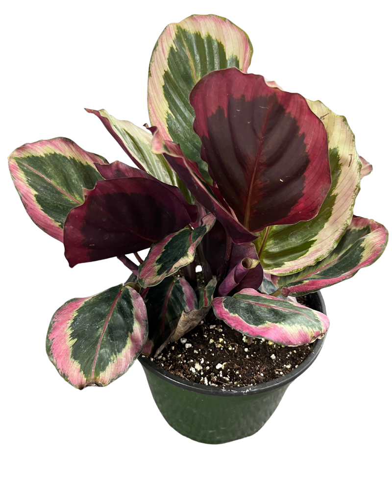 Calathea roseopicta ‘Rosy’