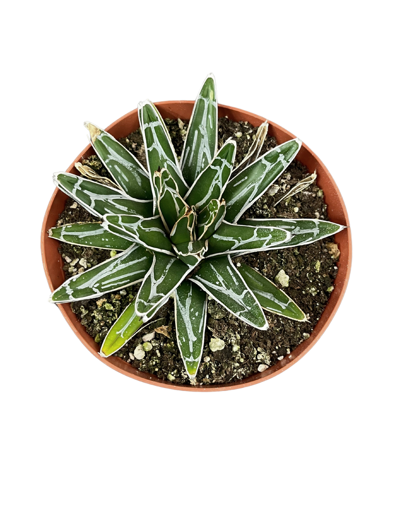 Agave