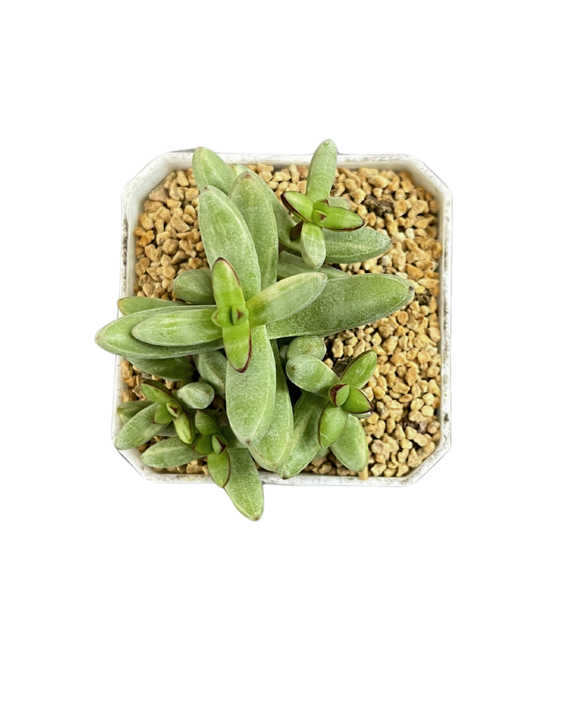 Crassula Herrei H.C. Friedrich Var.