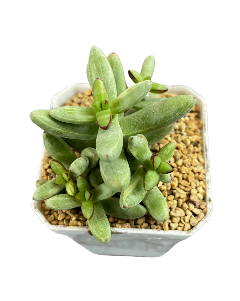 Crassula Herrei H.C. Friedrich Var.