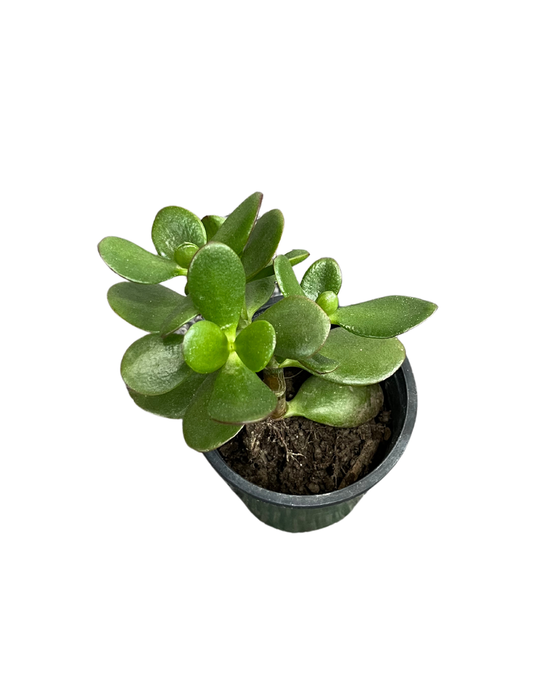 Jade Plant/Ogre/Shrek Ears