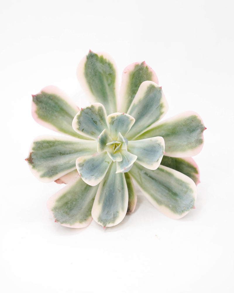 Echeveria Lmbricata Var.