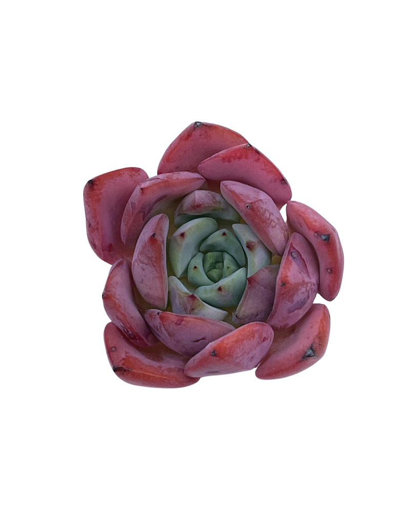 3.09 (1)(2) Korean Rare Succulents One-of-Kind