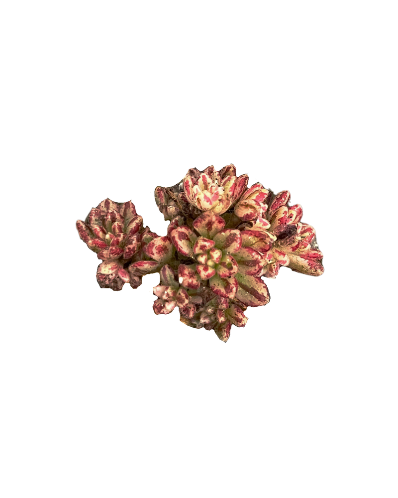 Aeonium Sedifolium var.