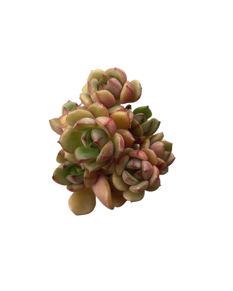 Echeveria Agnes Rose