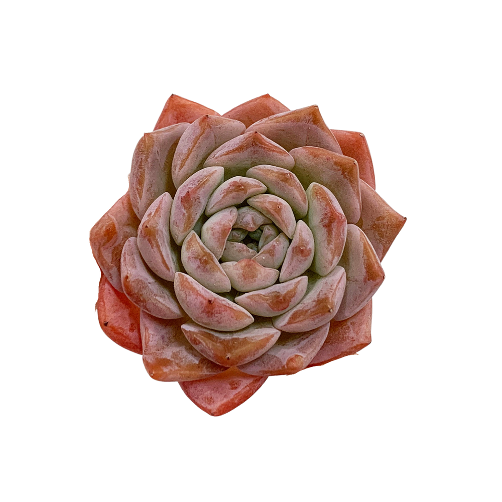 Echeveria Amazing Grace