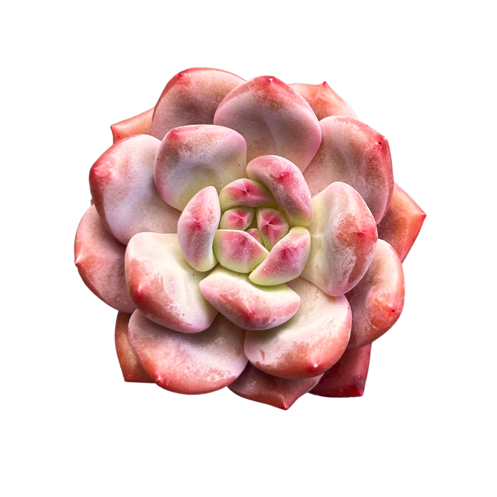 Echeveria Ariel