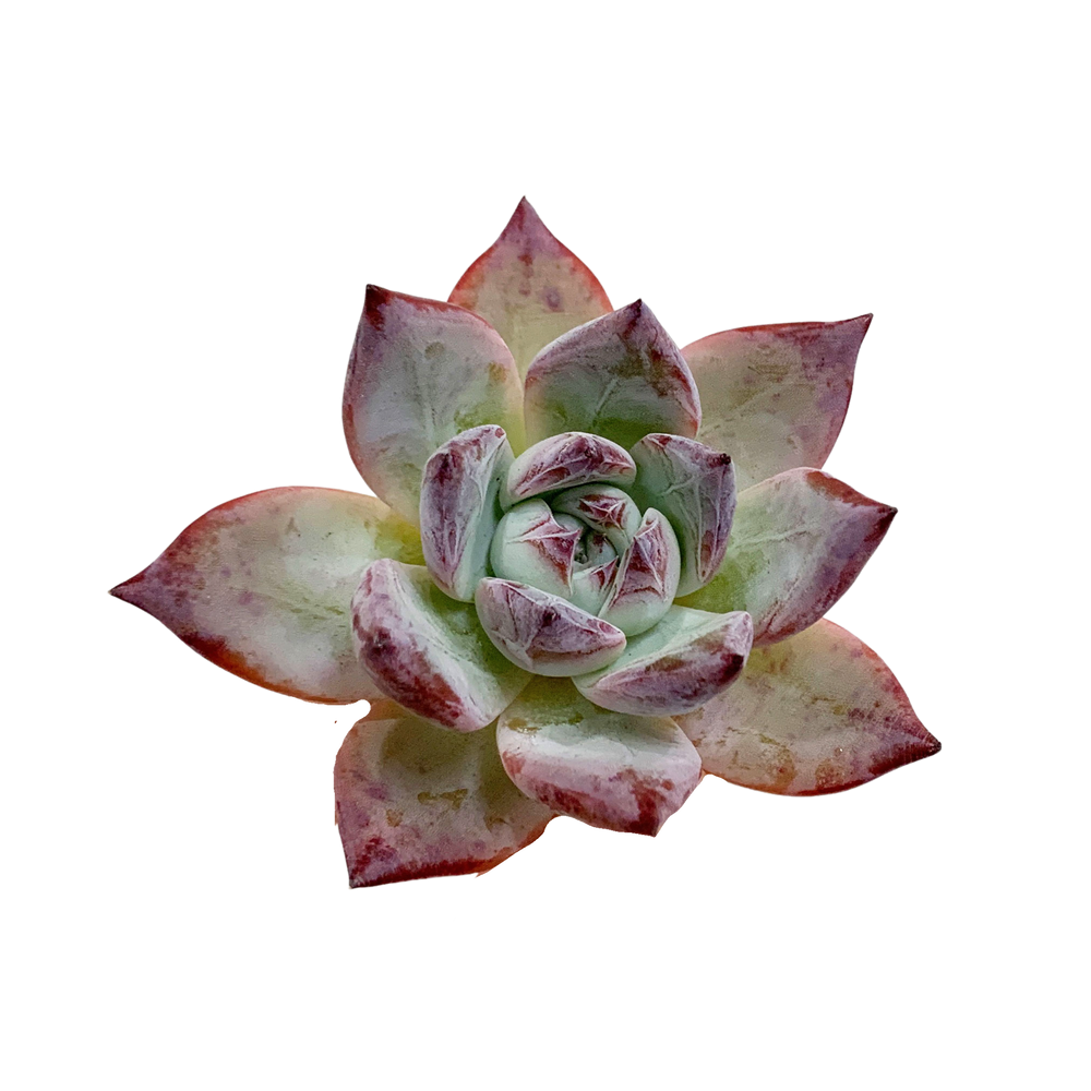 Echeveria Black Sabbath