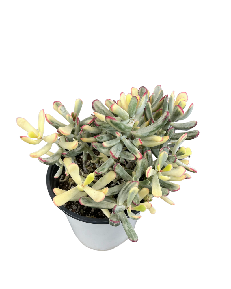 Cotyledon Orbiculate Var. - Long Form