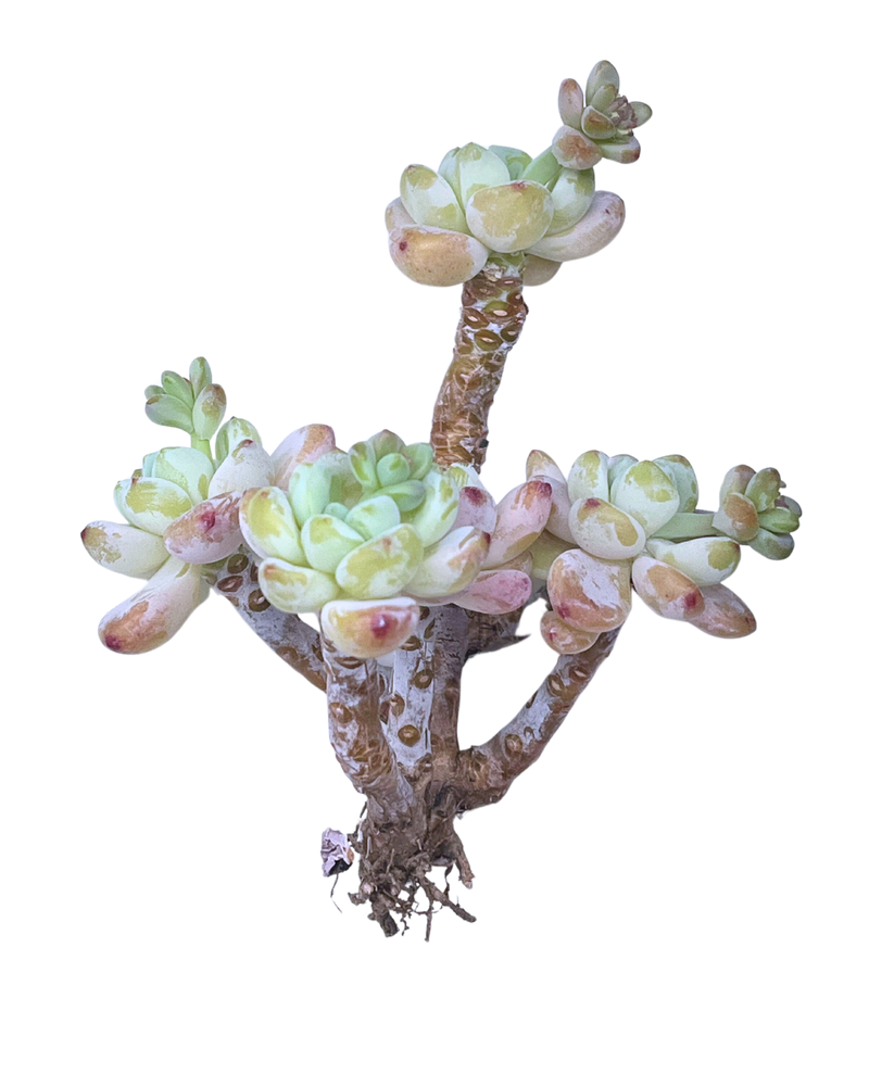 3.09 (1)(2) Korean Rare Succulents One-of-Kind