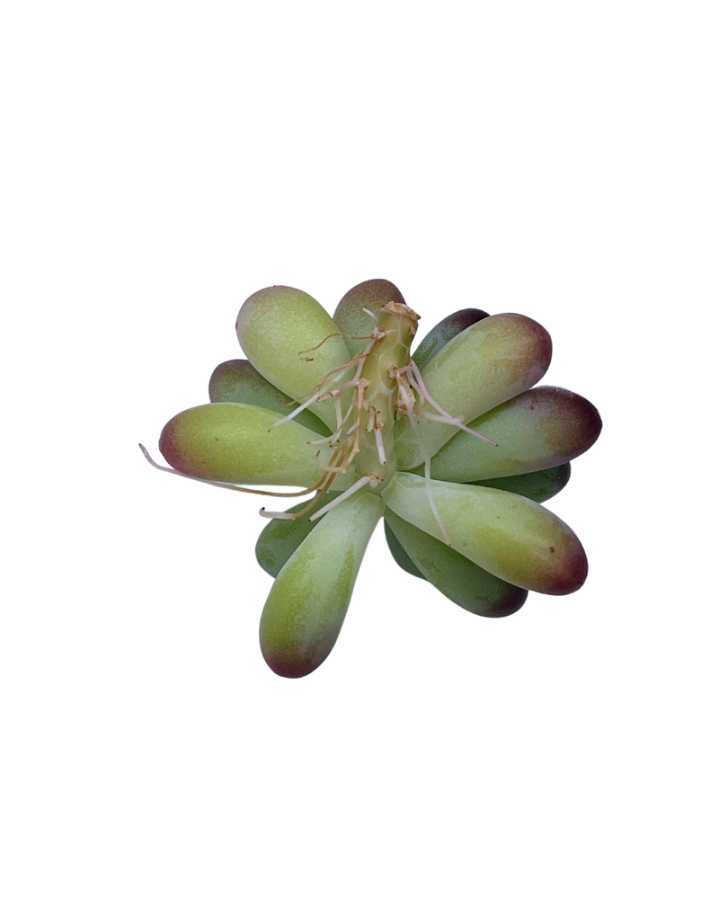 3.09 (1)(2) Korean Rare Succulents One-of-Kind