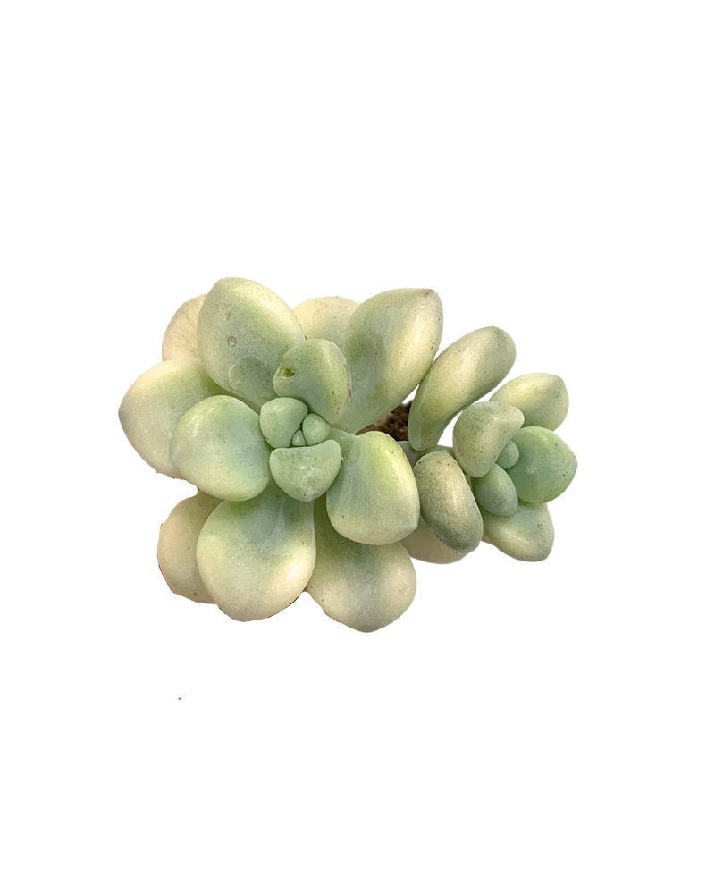 Echeveria Ellen var.