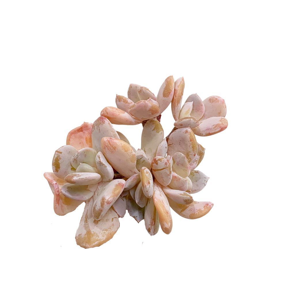 Echeveria Exotic