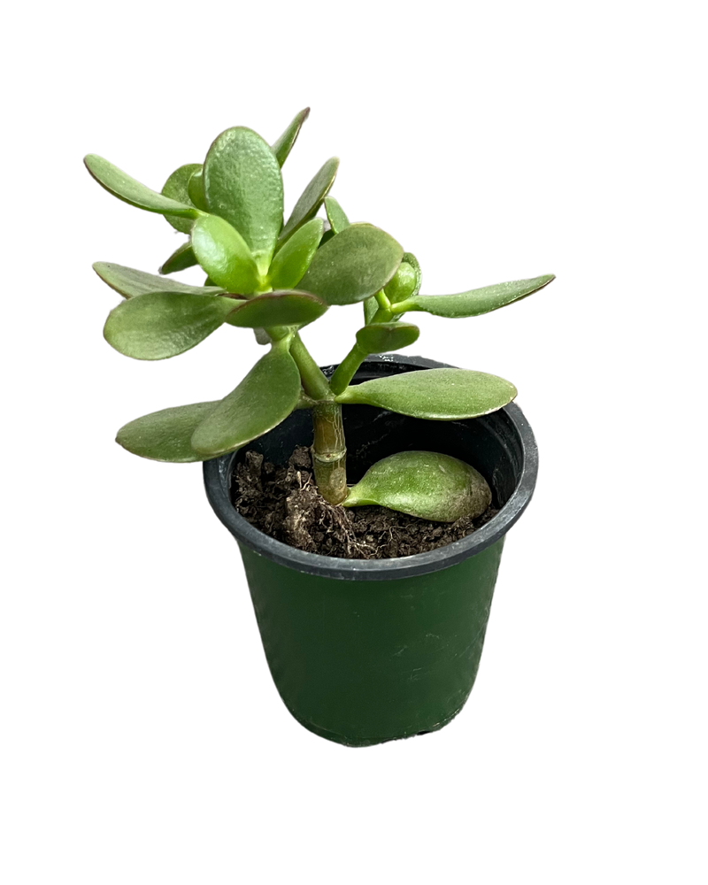 Jade Plant/Ogre/Shrek Ears