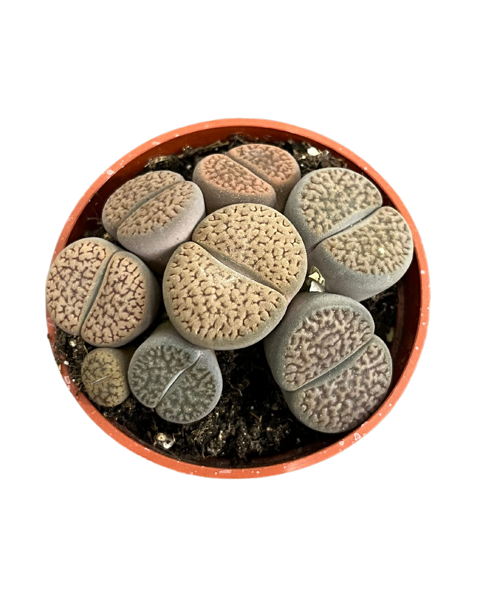 Assorted Lithops – Springer Garden