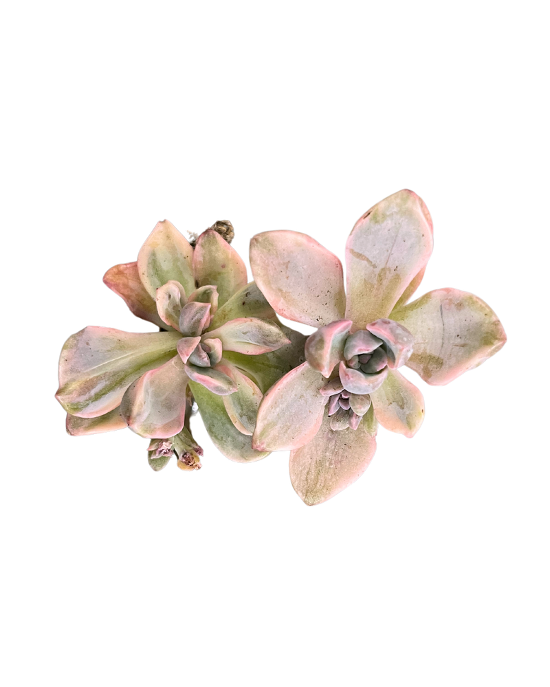 Graptoveria Mrs. Richards Varigated