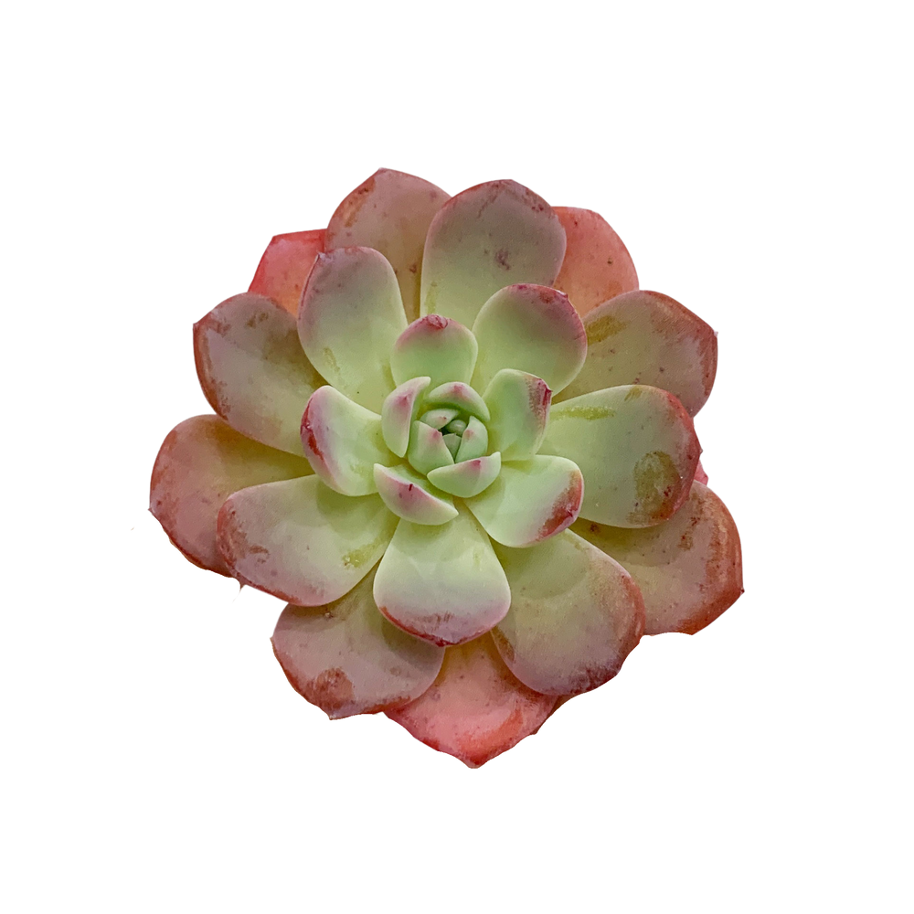 Echeveria Nadia