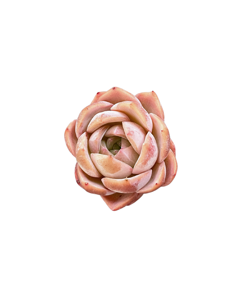 Echeveria Pink Lipstick