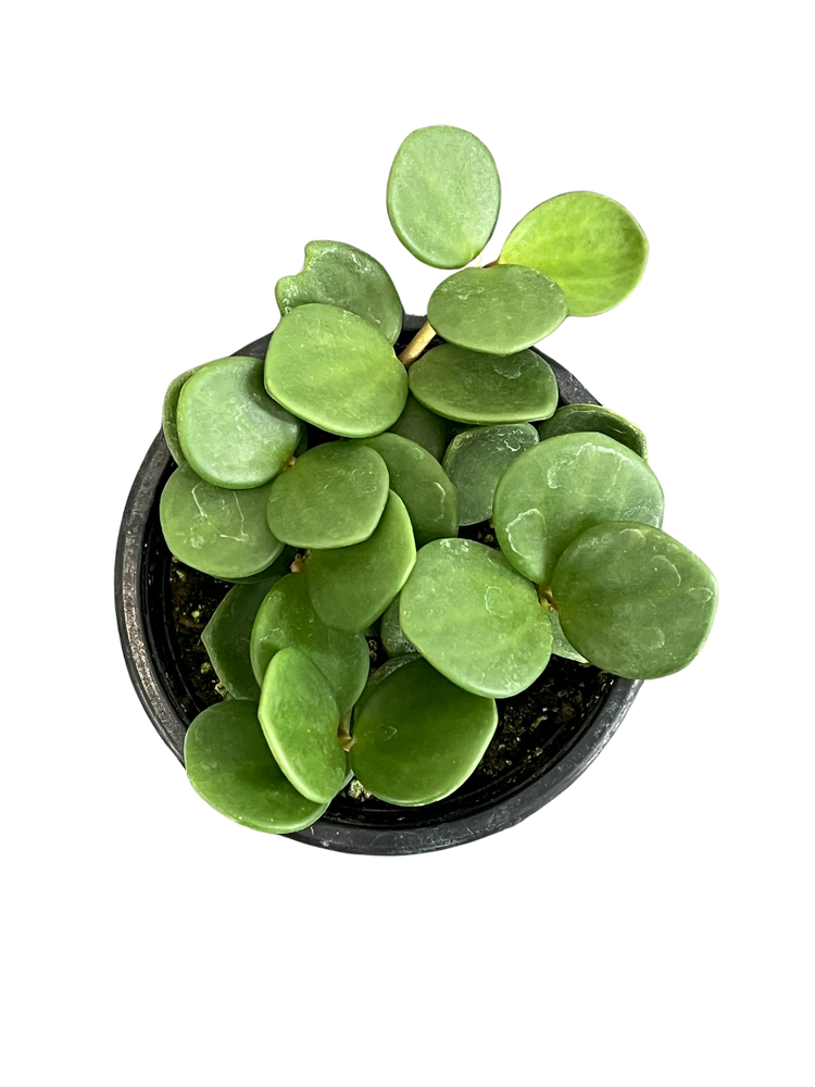 Peperomia Hope