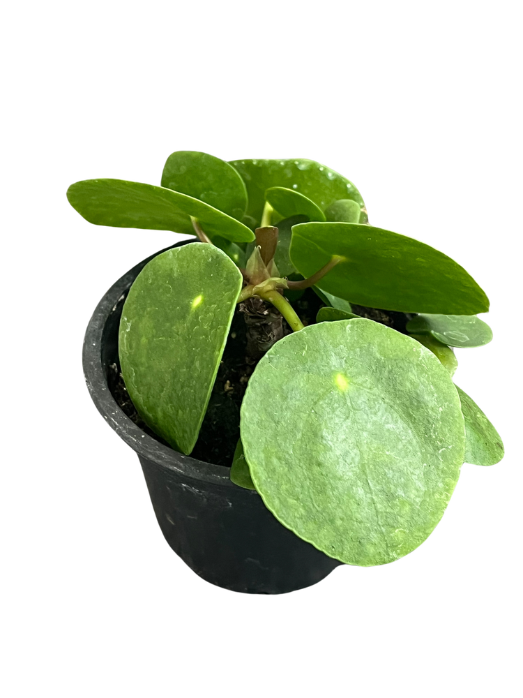 Chinese Money Plant