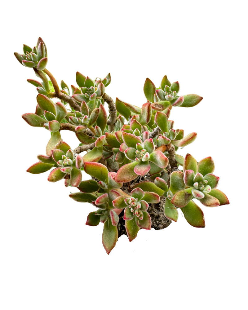 Echeveria Pulvinata Rose