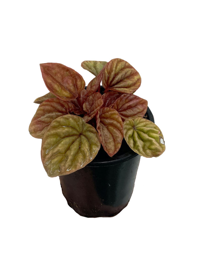 Peperomia Ripple 'Schumi Red'