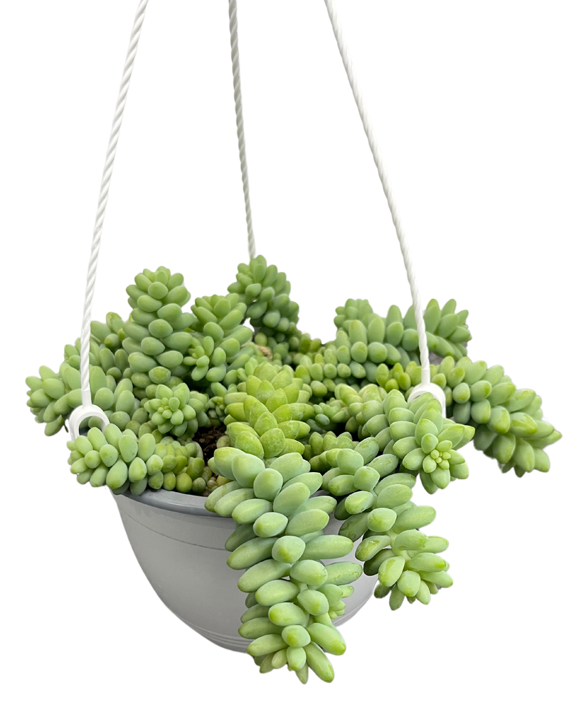 Sedum Burrito