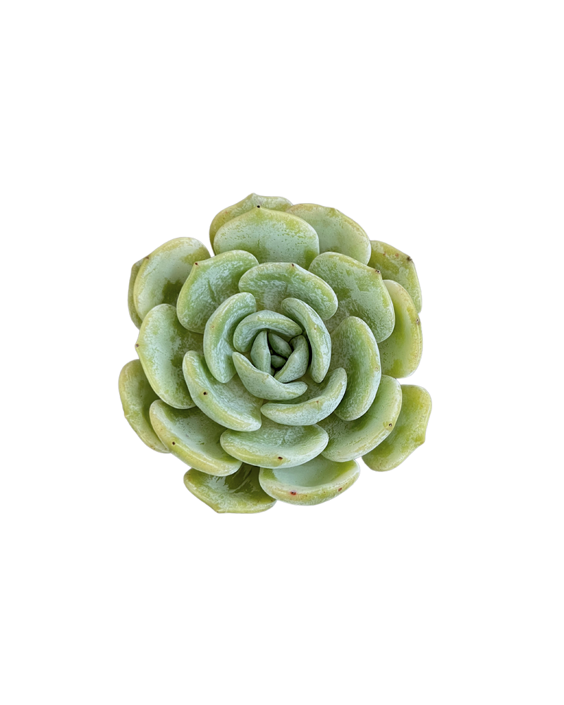 Echeveria Snow Shower