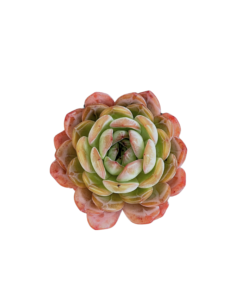 Echeveria Star Mark