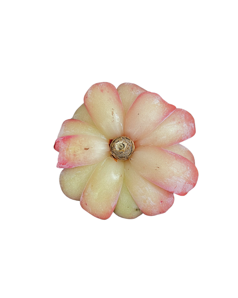 Echeveria Star Mark