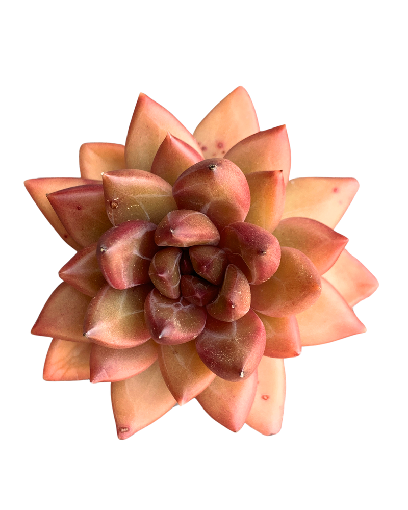 Echeveria Tivoli