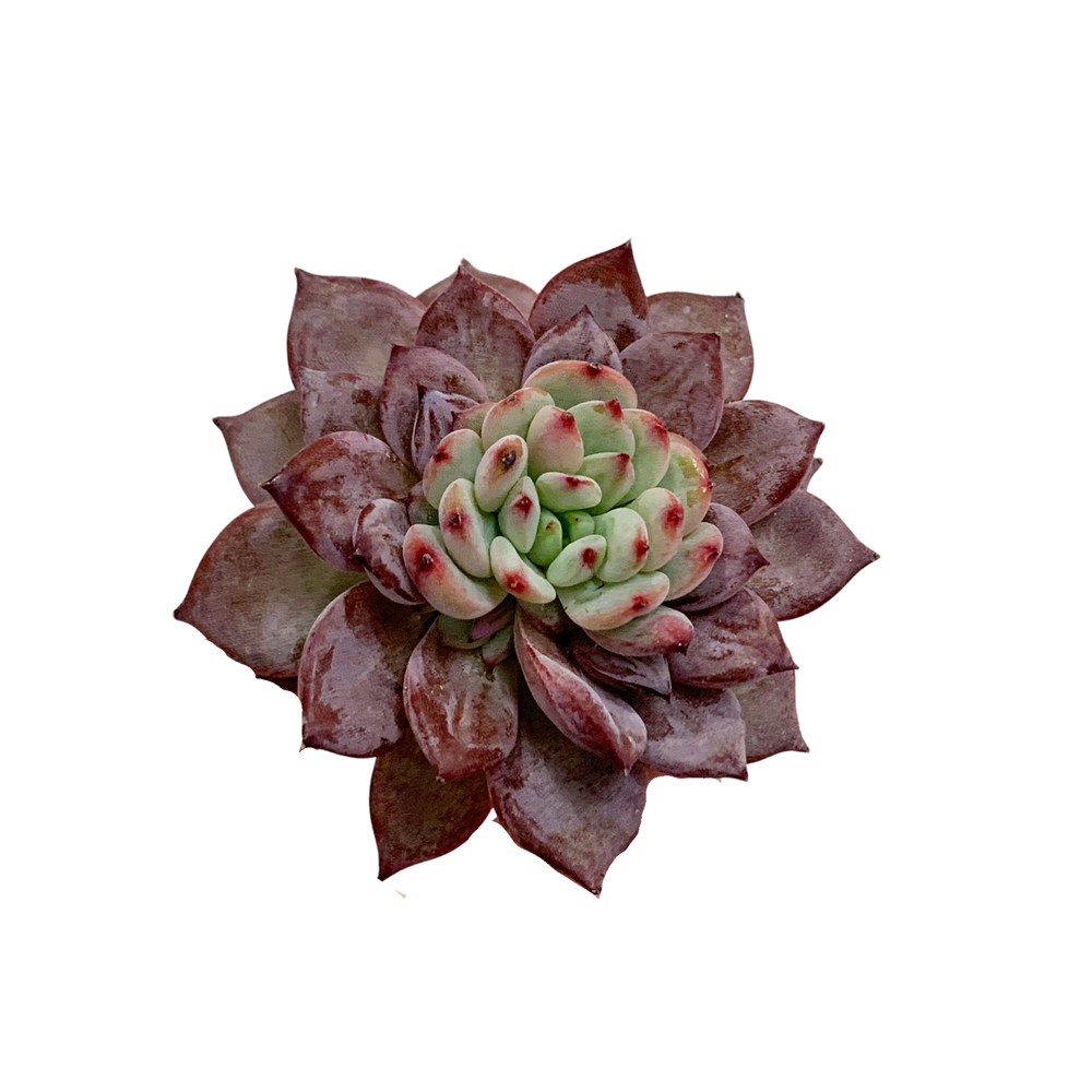 Echeveria Havisham's Waltz