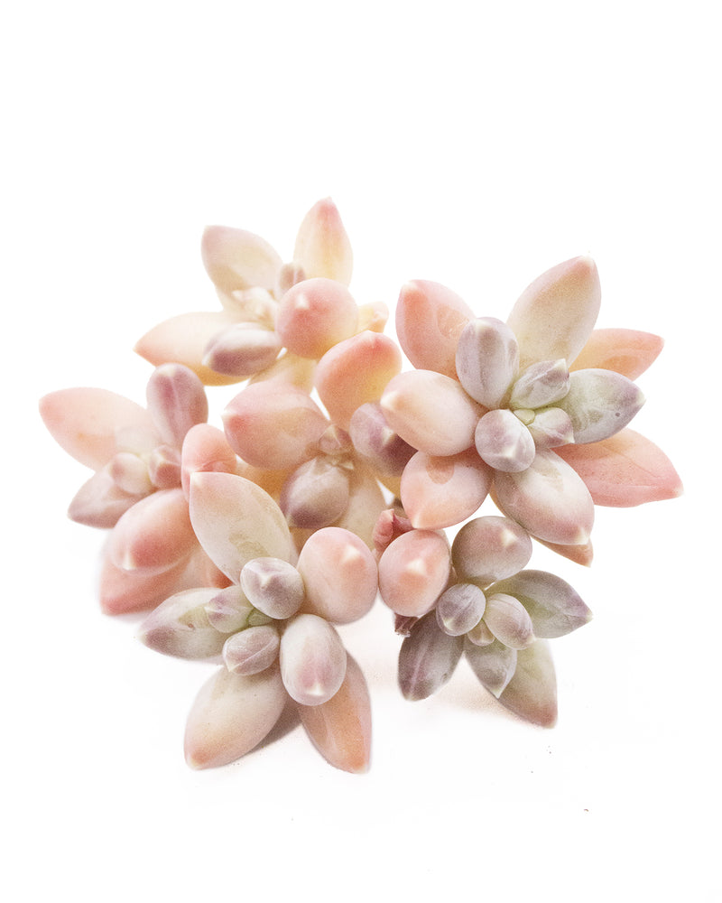 Graptoveria Sky Beauty