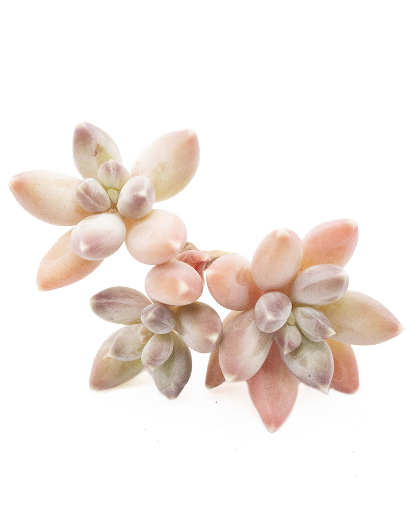 Graptoveria Sky Beauty