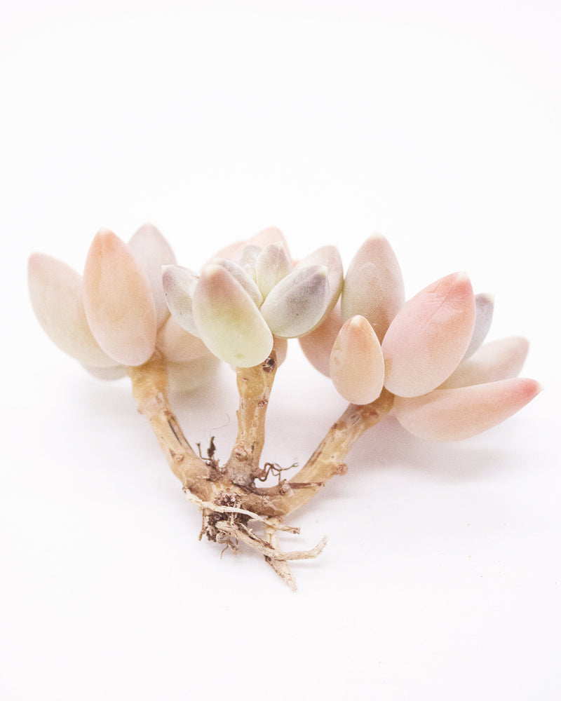 Graptoveria Sky Beauty