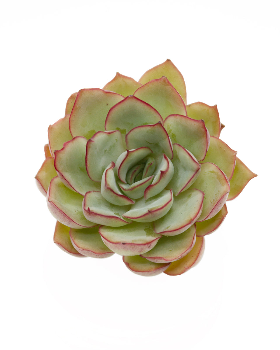 Echeveria Esther – Springer Garden